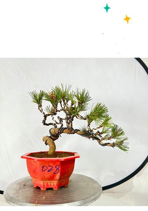 黑松盆景的造型技巧是什么？黑松造型过程中应注意什么？