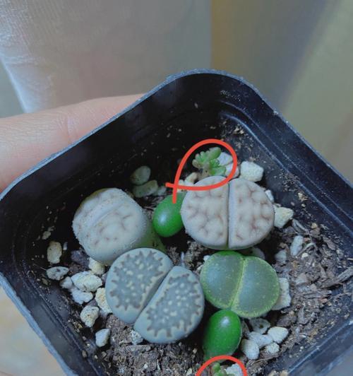 石生花的繁殖方法是什么？如何进行有效的繁殖？