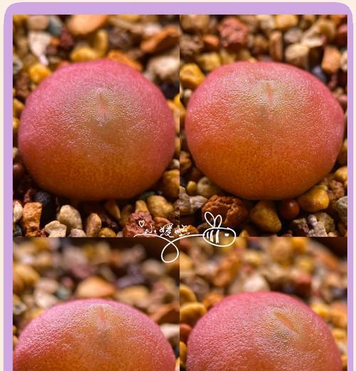 石生花的繁殖方法是什么？如何进行有效的繁殖？