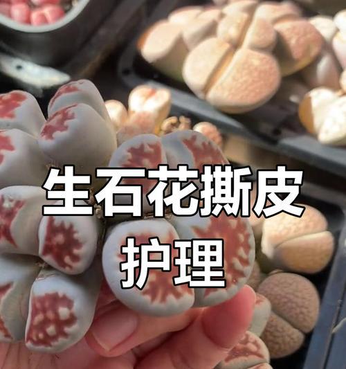 石生花的繁殖方法是什么？如何进行有效的繁殖？