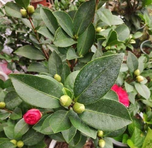 一串红通常在哪个季节开花？如何确保其顺利开花？