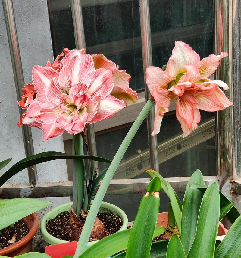一串红通常在哪个季节开花？如何确保其顺利开花？