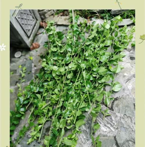 植物修剪的最佳时机和方法是什么？