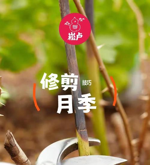 植物修剪的最佳时机和方法是什么？