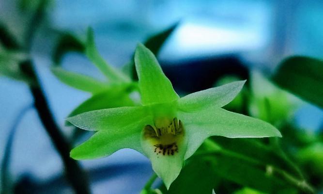 铁皮石斛的开花时间是什么时候？