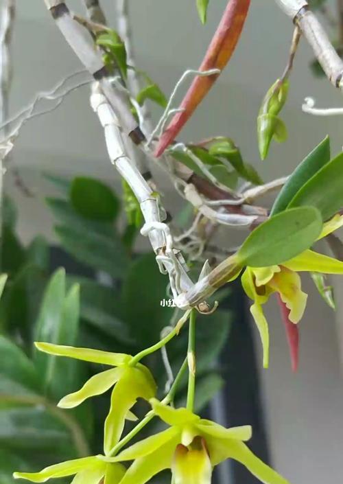 铁皮石斛的开花时间是什么时候？