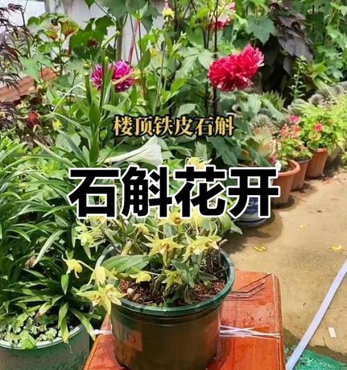 铁皮石斛的开花时间是什么时候？