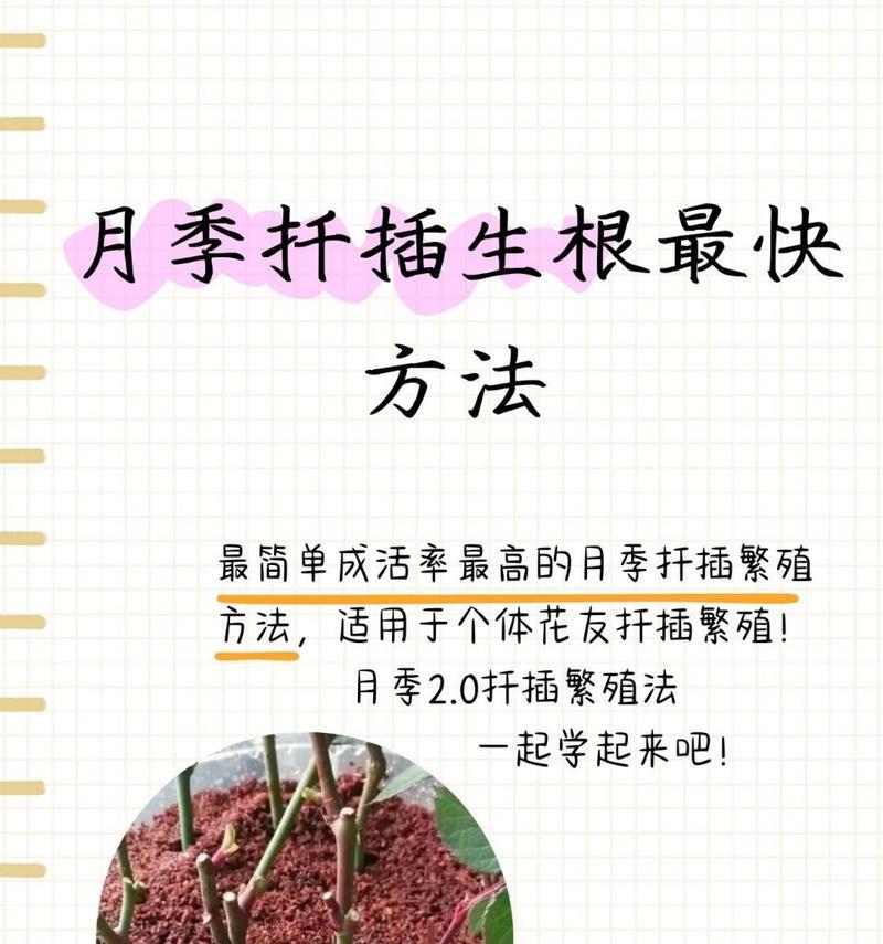 金钻扦插的最佳时机是什么时候？扦插后如何管理？
