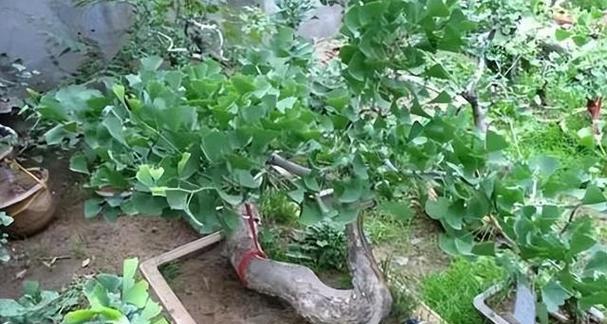 银杏树盆景的最佳摆放位置是什么？如何摆放更美观？