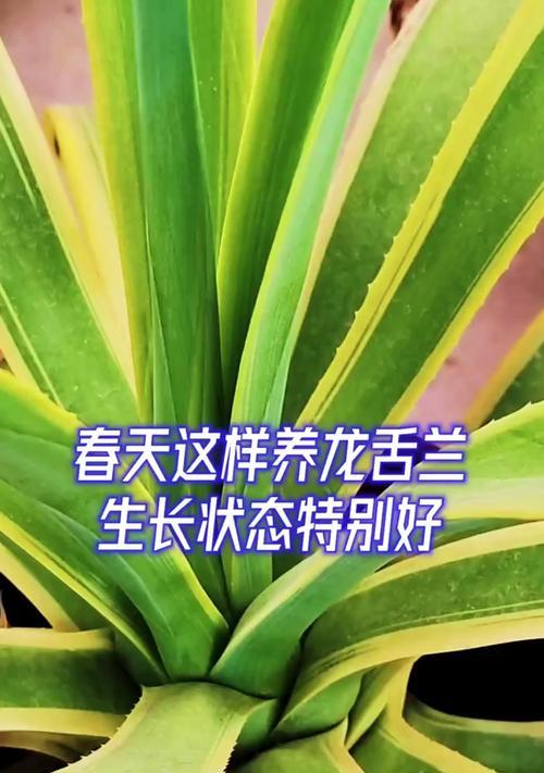 龙舌兰养殖需要注意哪些要点？