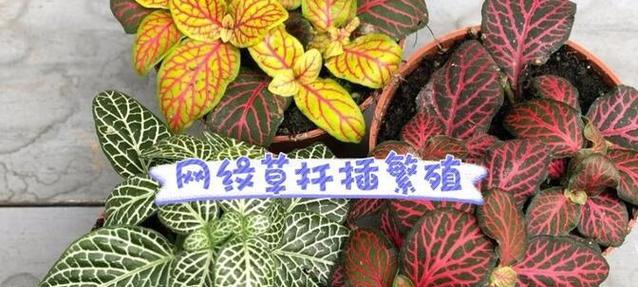 网纹草的繁殖方式有哪些？如何有效繁殖？