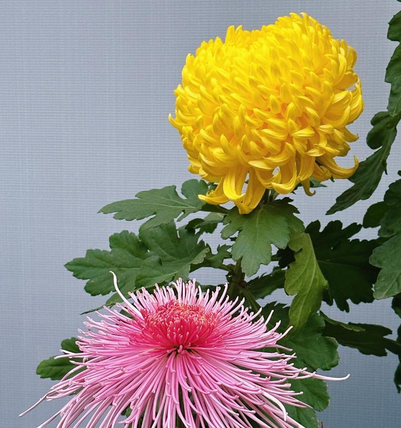 菊花有哪些独特的特征和象征意义？