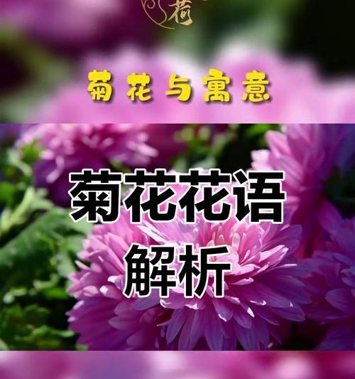 菊花有哪些独特的特征和象征意义？