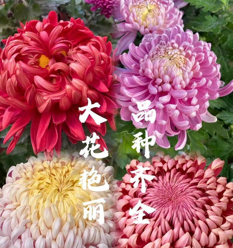 菊花有哪些独特的特征和象征意义？