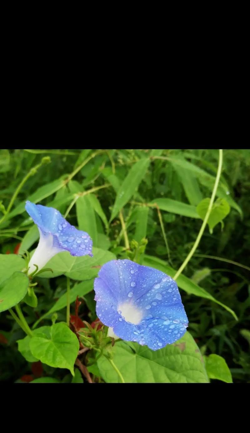 喇叭花的开花季节是什么时候？