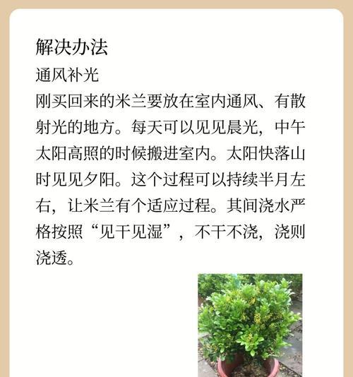 夏季米兰浇水需要注意什么？怎样才能避免过度浇水？