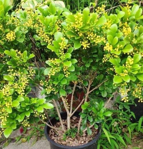 夏季米兰浇水需要注意什么？怎样才能避免过度浇水？
