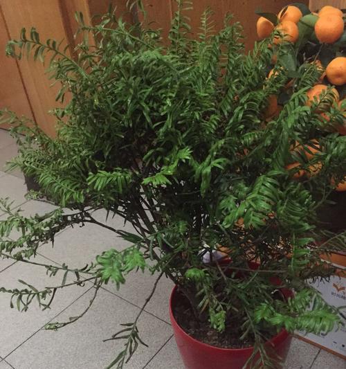 红豆杉叶子干枯的解决方法是什么？