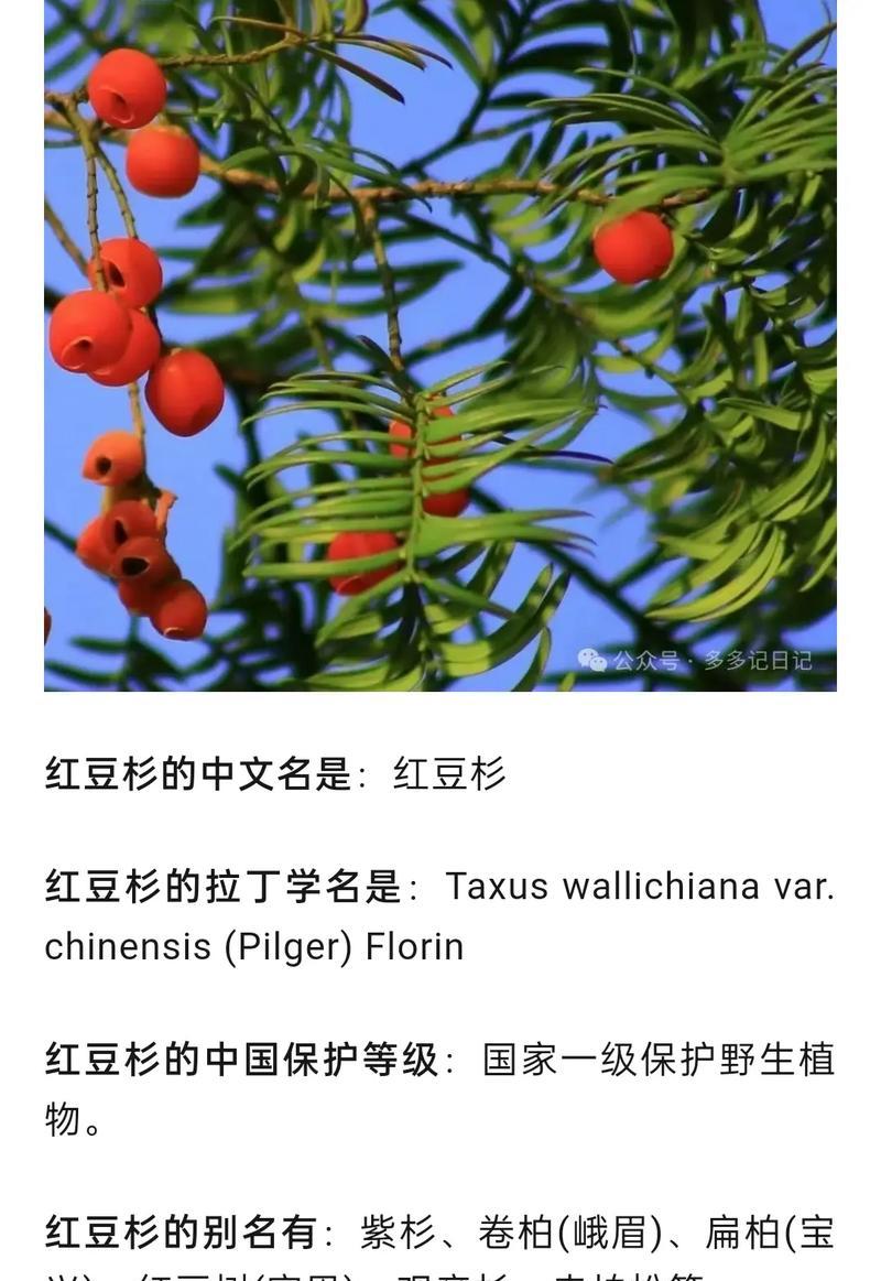 红豆杉叶子干枯的解决方法是什么？