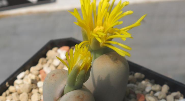 石生花有哪些珍稀品种？石生花珍稀品种的养护方法是什么？