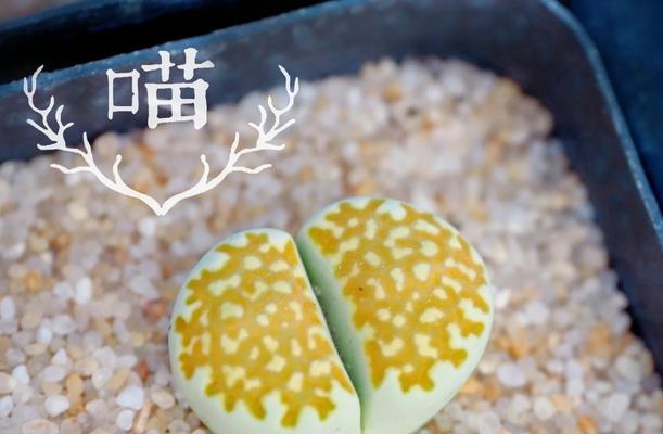 石生花有哪些珍稀品种？石生花珍稀品种的养护方法是什么？