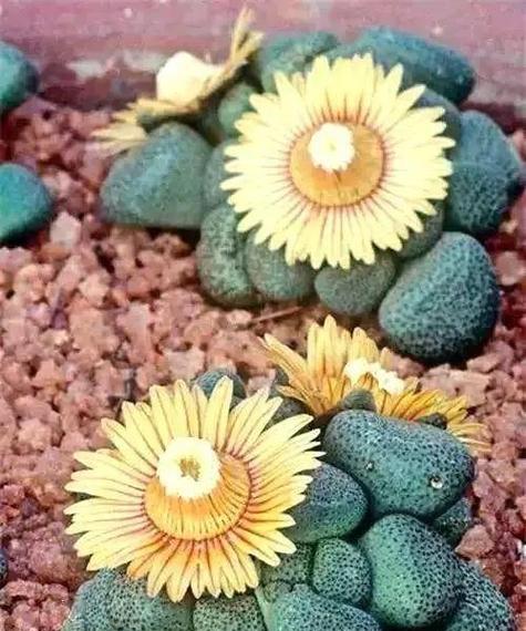 石生花有哪些珍稀品种？石生花珍稀品种的养护方法是什么？