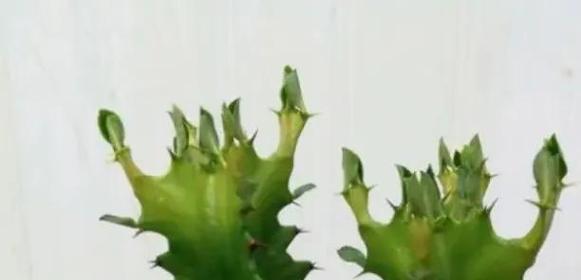 哪些花与龙骨相似？如何区分和龙骨相似的花卉？