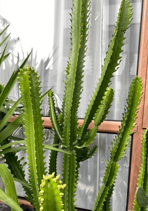 哪些花与龙骨相似？如何区分和龙骨相似的花卉？