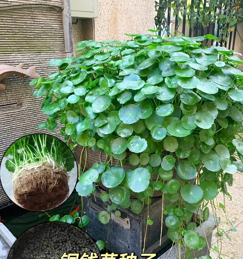 铜钱草分盆的最佳时机是什么时候？分盆后铜钱草如何管理？