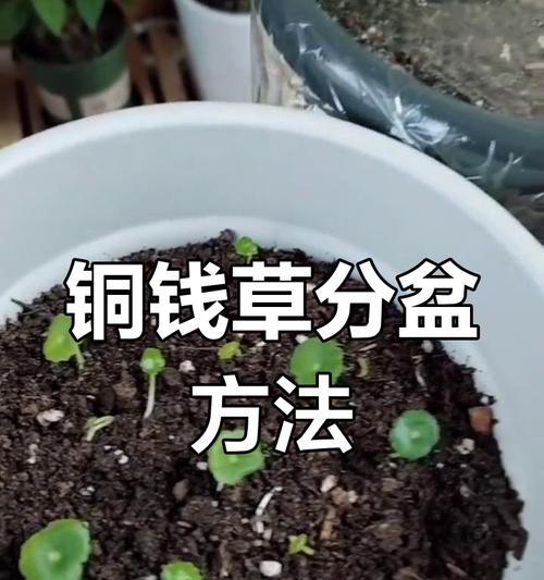 铜钱草分盆的最佳时机是什么时候？分盆后铜钱草如何管理？