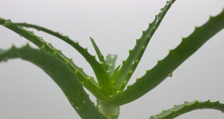 中国芦荟长什么样？如何识别中国芦荟？