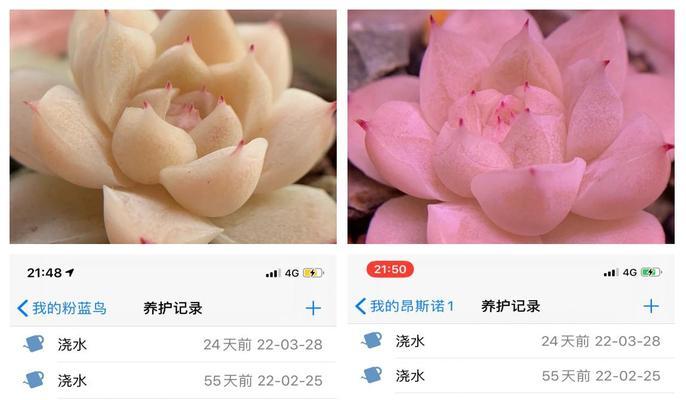 多肉植物夏天如何养护？有哪些注意事项？