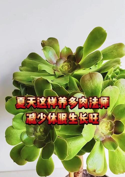 多肉植物夏天如何养护？有哪些注意事项？