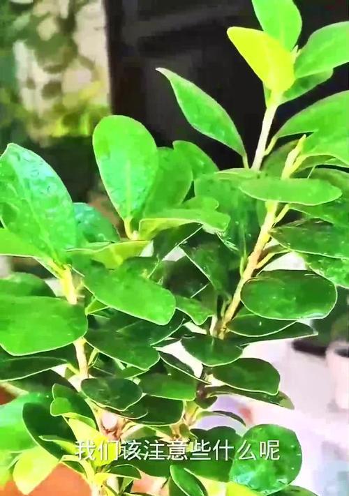 榕树盆景冬季如何养护？过冬需要注意哪些问题？