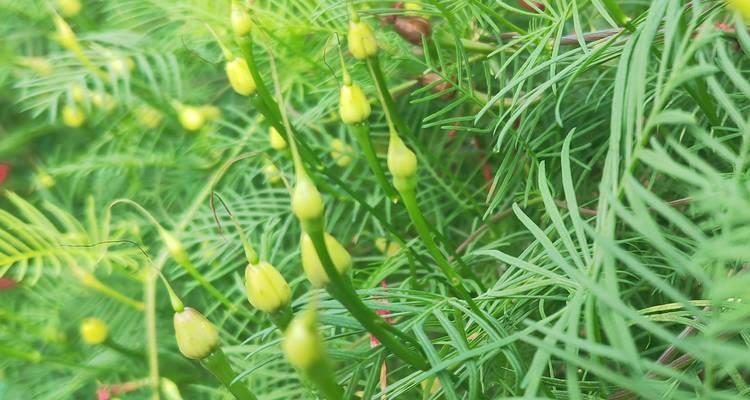 茑萝花的种植方法是什么？