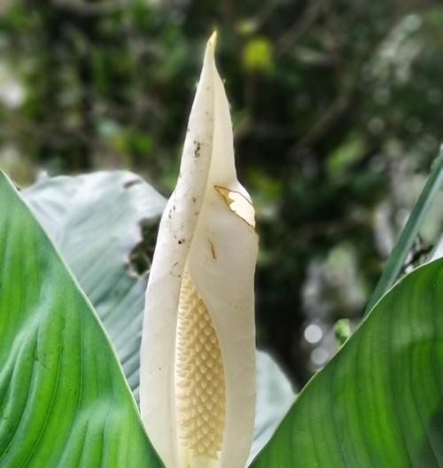 白鹤芋叶子发黄的原因是什么？如何处理叶子发黄的问题？