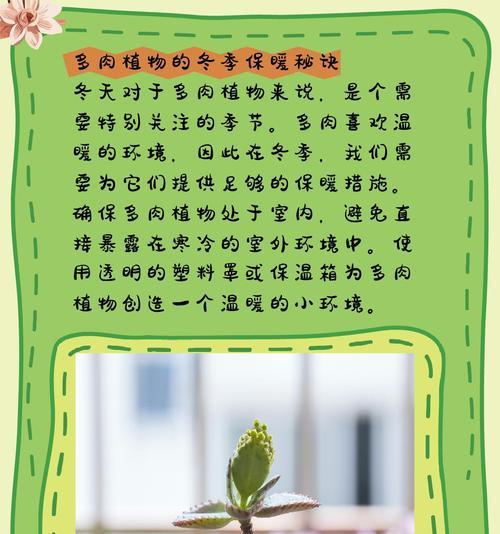 多肉植物移栽的正确方法是什么？移栽后如何照料？