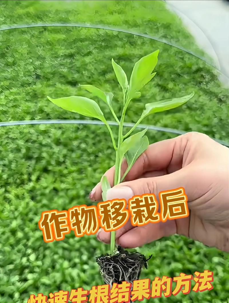 多肉植物移栽的正确方法是什么？移栽后如何照料？