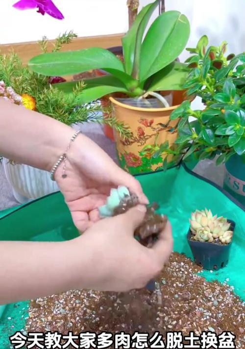多肉植物移栽的正确方法是什么？移栽后如何照料？