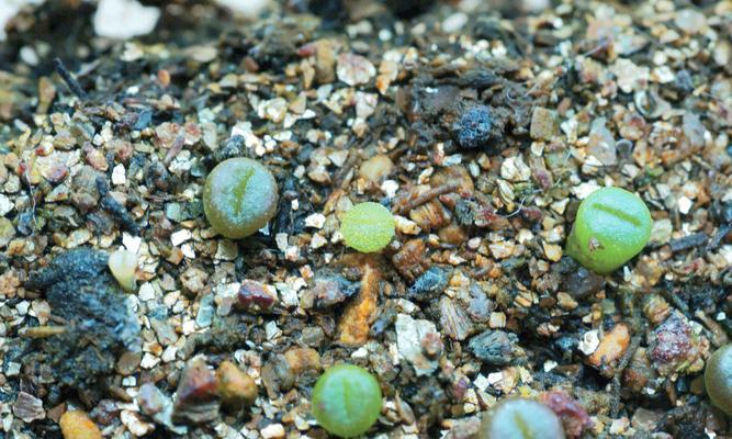 石生花的种植步骤和技巧是什么？