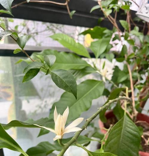 栀子花叶子发黄的解决措施有哪些？