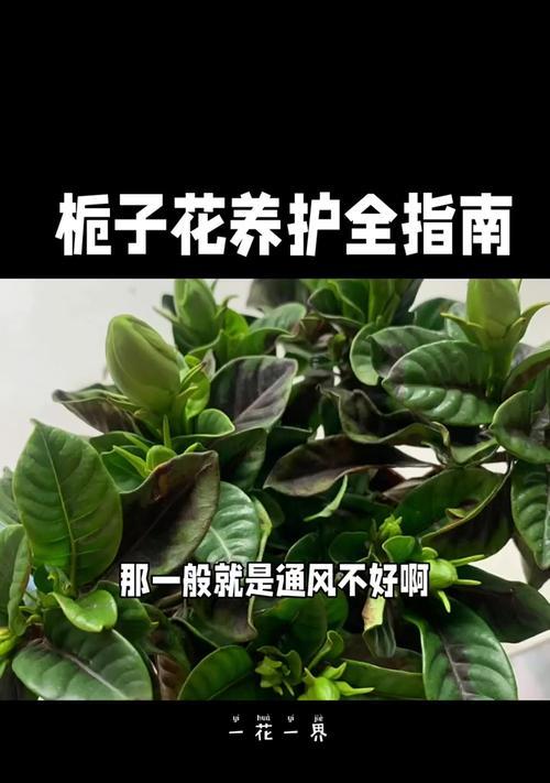 栀子花叶子发黄的解决措施有哪些？