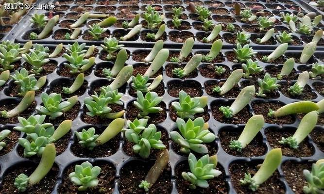 多肉植物繁殖的有效方法有哪些？