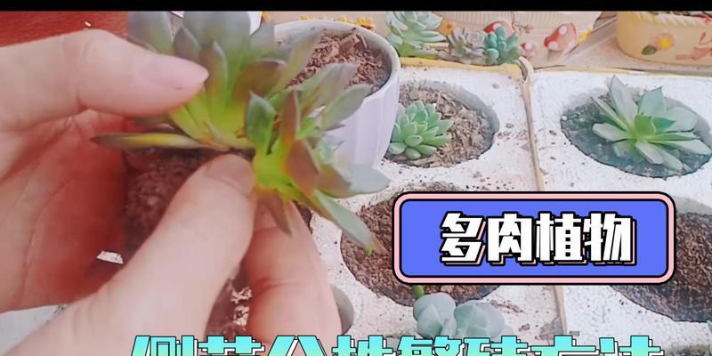 多肉植物繁殖的有效方法有哪些？
