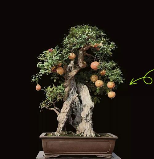 石榴树种植步骤和养护要点是什么？