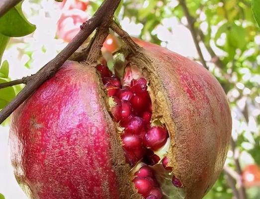 石榴树种植步骤和养护要点是什么？
