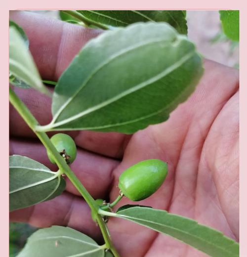 石榴树种植步骤和养护要点是什么？