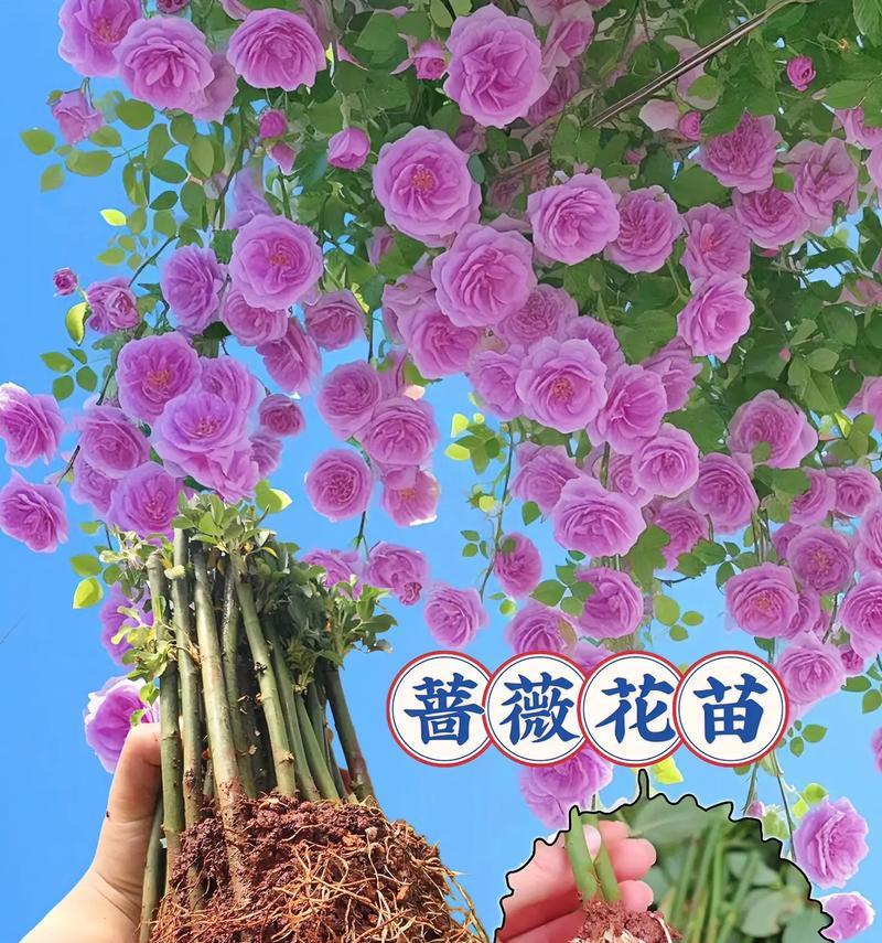 蔷薇花种植有哪些技巧？怎样才能开出更多花朵？