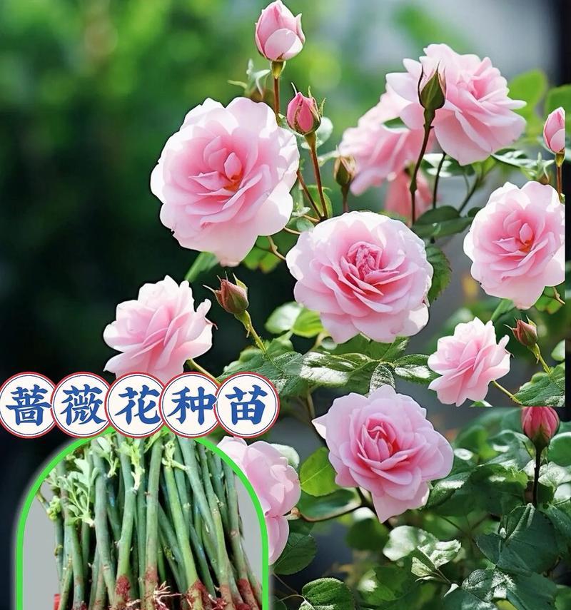 蔷薇花种植有哪些技巧？怎样才能开出更多花朵？