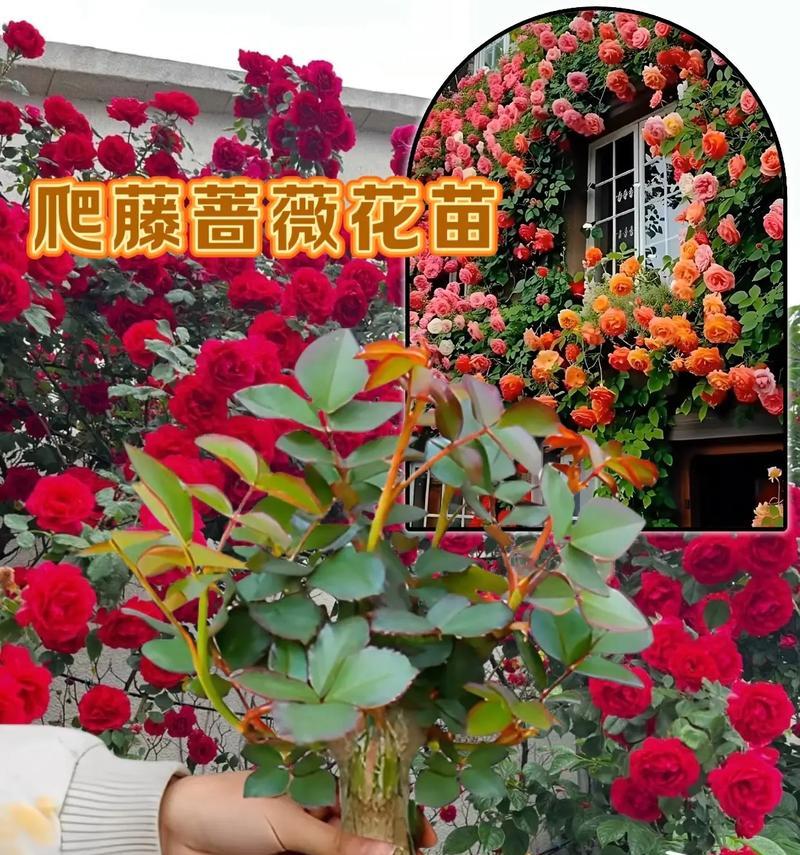 蔷薇花种植有哪些技巧？怎样才能开出更多花朵？